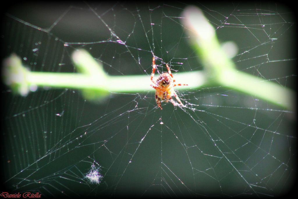 Araneus diadematus - Venafro (IS)